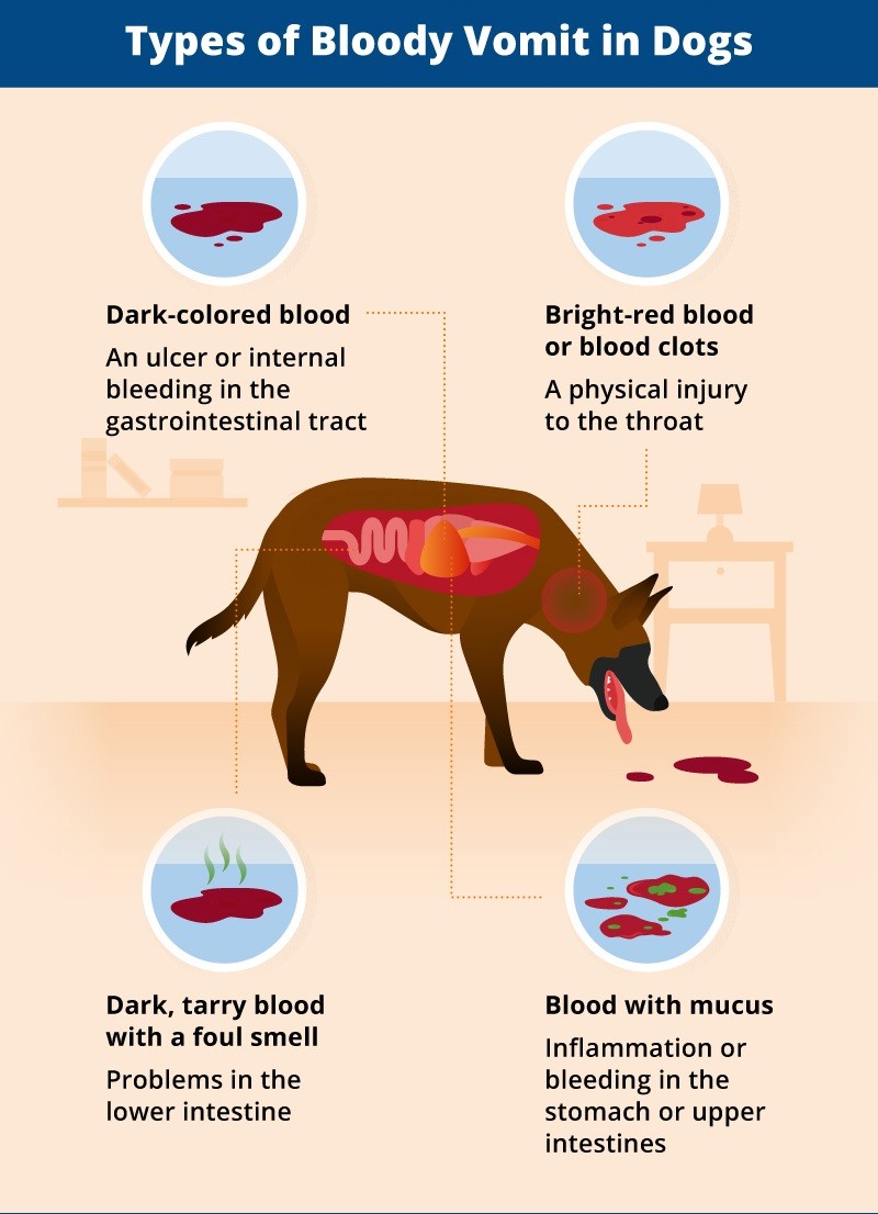 dog hematemesis | petlink.ir