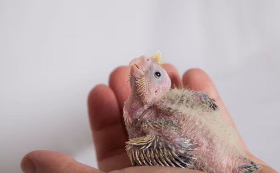 مهمترین دلایلی که نباید خرید جوجه سرلاکی فکر کنی! | petlink