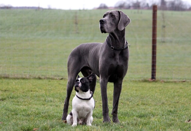 نژاد گریت دین (Great Dane) | واگذاری رایگان توله سگ گریت دین