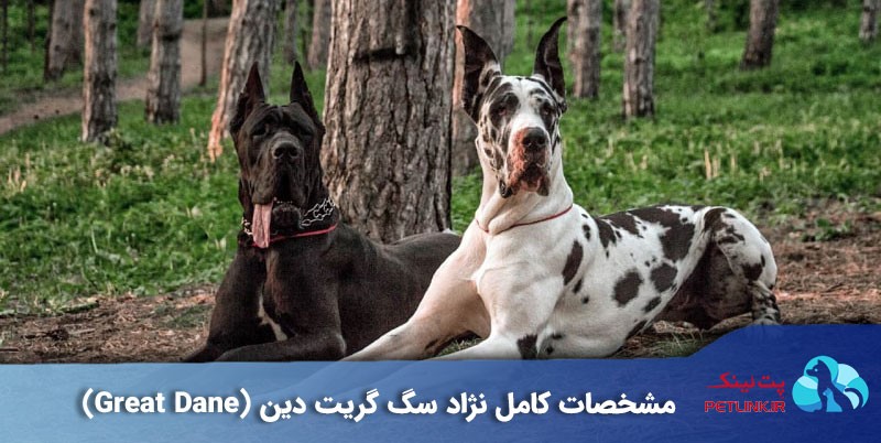 گریت دین (Great Dane) | سگ گریت دین | گریدین سگ 