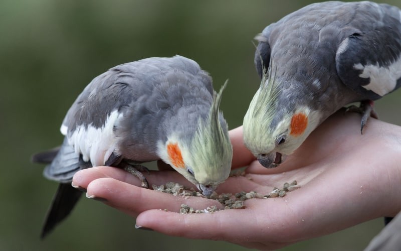 تغذیه مناسب از جوجه گی تا تخم گذاری عروس هلندی | petlink
