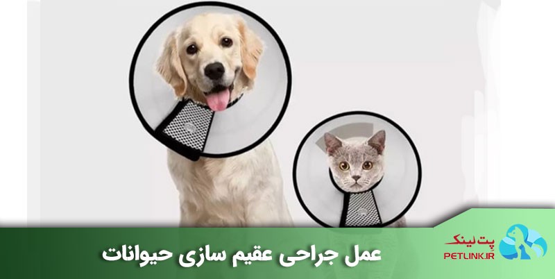 عمل جراحی عقیم سازی حیوانات | دامپزشکی بهین در خیابان توحید