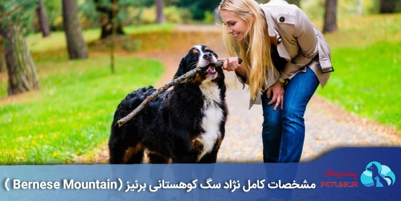 نژاد سگ کوهستانی برنیز | پت لینک