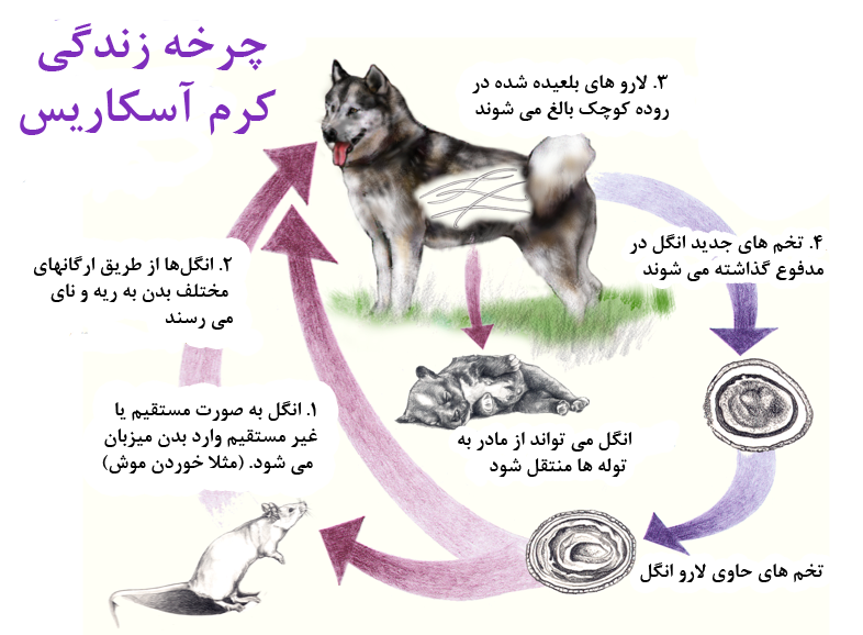 انتقال کرم آسکاریس از سگ به انسان | پت لینک 