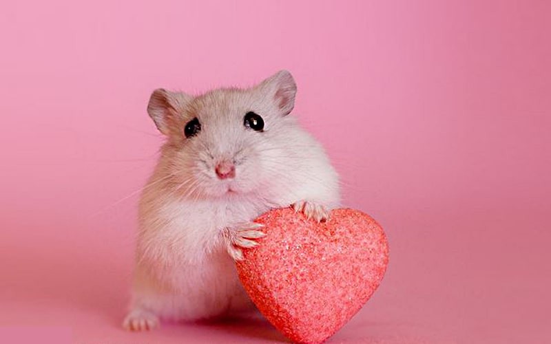 عمر همستر چقدر است | پت لینک