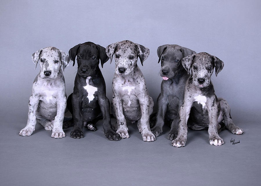 عکس توله گریت دین Great Dane | پت لینک