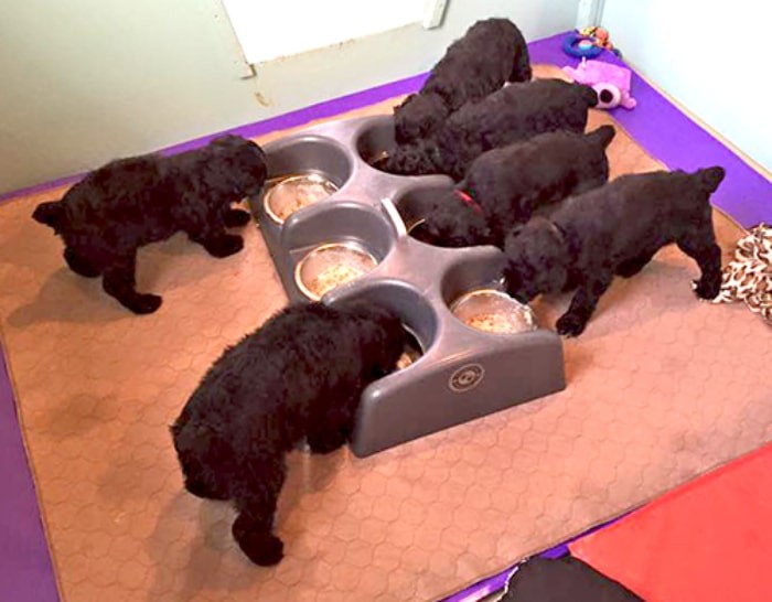 تغذیه سگ Black Russian Terrier | بهترین نژاد سگ روسی