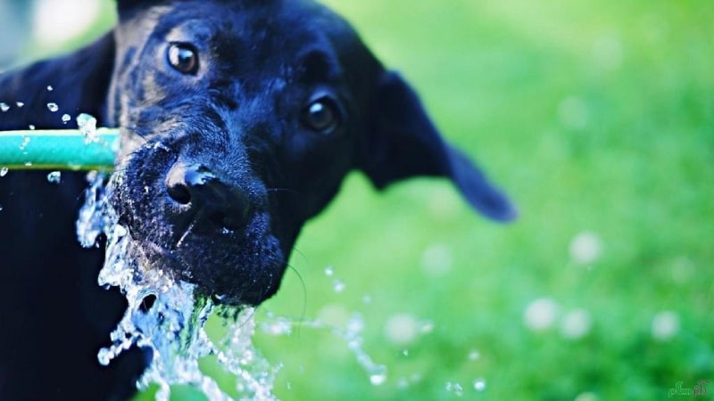 https://petlink.ir/Files/medias/original/2023925-11-2-34-865.jpg