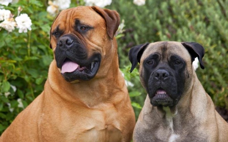 نژاد بول ماستیف (Bullmastiff) | پت لینک