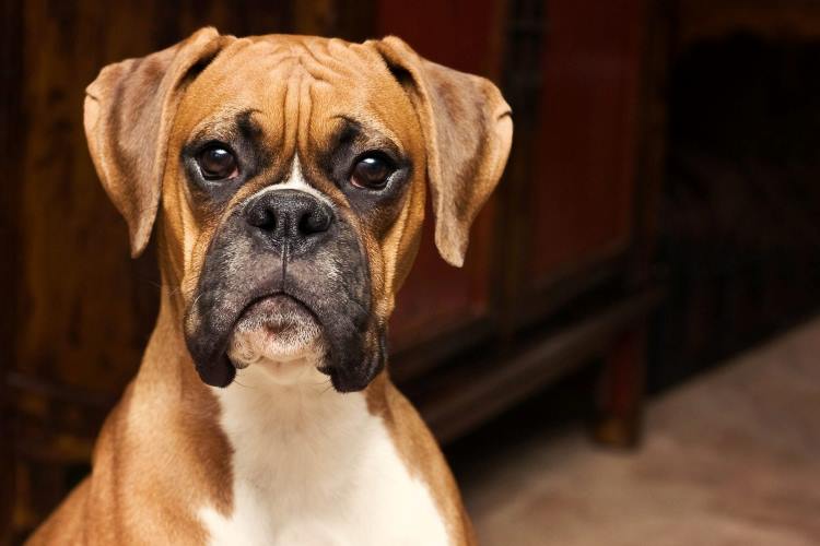 نژاد باکسر - سگ نگهبان boxer