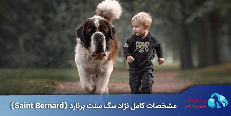 نژاد سنت برنارد (Saint Bernard)