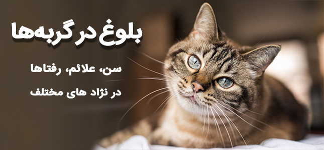 بلوغ در گربه ها یعنی چیه؟ گربه چند ماهگی بالغ میشن؟