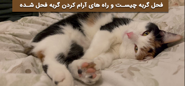  فحل گربه چیست | پت لینک 