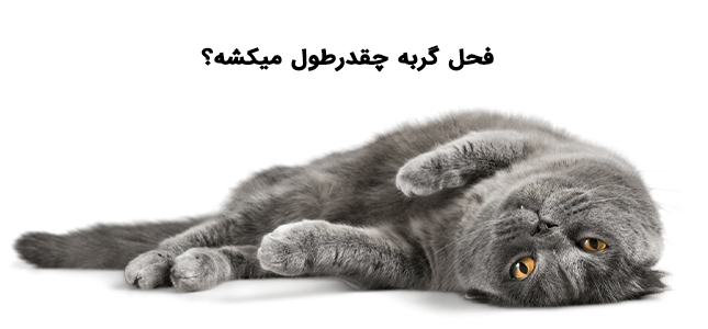 فحل گربه چقدر طول میکشد | درمان فحل گربه