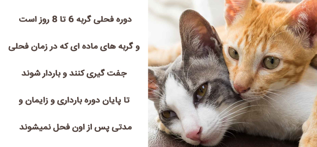 مراقبت های زمان فحل گربه | چگونه گربه ماده فحل شده را آرام کنیم