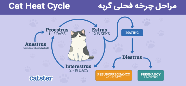 گربه چند وقت یکبار فحل میشه | مراحل چرخه فحل گربه cat heat cycle
