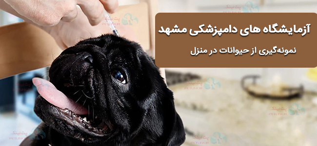 آزمایشگاه دامپزشکی مشهد | نمونه گیری از حیوانات در منزل