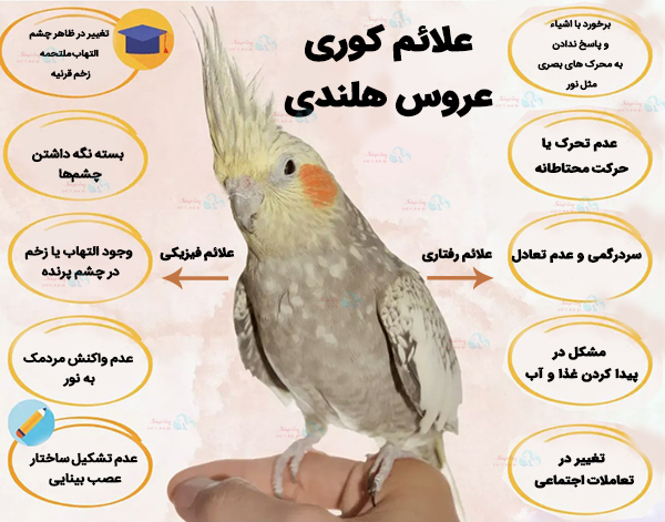 علائم کوری عروس هلندی | نشانه های نابینایی عروس هلندی در پت لینک