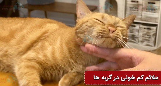 علائم بالینی کم خونی گربه | درمان خانگی کم خونی گربه