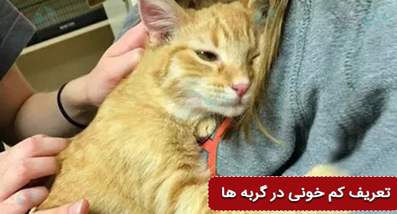 تعریف کم خونی گربه cat Feline Anemia | پت لینک بانک جامع اطلاع رسانی حیوانات