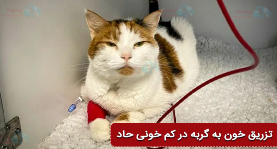 انتقال خون به گربه (Blood Transfusion)| تزریق خون در مواقع کم خونی حاد در گربه