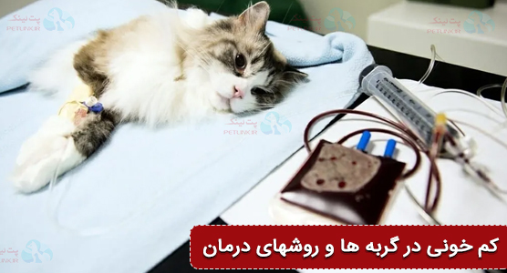کم خونی در گربه ها و درمان خانگی کم خونی گربه
