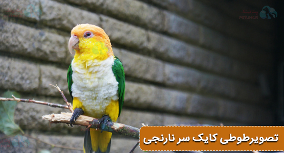 عکس طوطی کایک سر نارنجی | اشنایی با کایک 