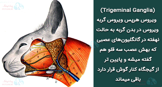 گانگلیونهای عصبی در گربه محل نهفتگی هرپس ویروس بعد از ابتلا(Trigeminal Ganglia)