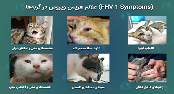 علائم هرپس ویروس در گربهها (FHV-1 Symptoms) | علائم اولیه تا حاد