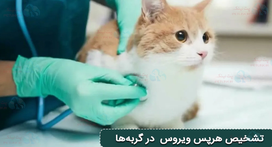 تشخیص هرپس ویروس (FHV-1) در گربهها