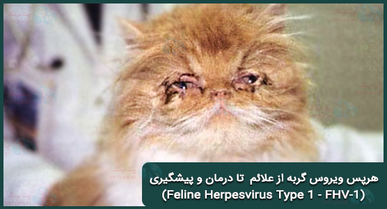 (Feline Herpesvirus Type 1 - FHV-1) ویروس هرپس گربه نوع  علائم، درمان، تشخیص و پیشگیری و مراقبت های خانگی