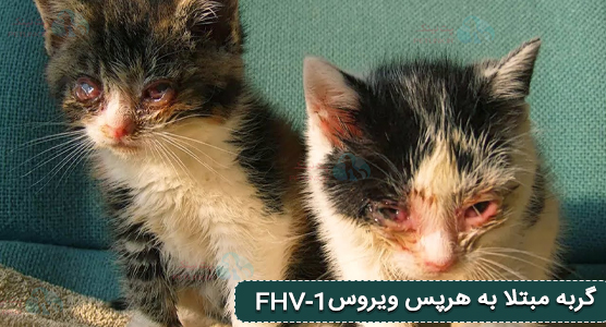 گربه مبتلا به هرپس ویروس fhv-1 - ویروس هرپس گربه نوع ۱ Feline Herpesvirus Type چیست؟