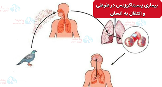 بیمازی پسیتاکوزیس Psittacosisیا در طوطی و انتقال آن به انسان یا تب طوطی 