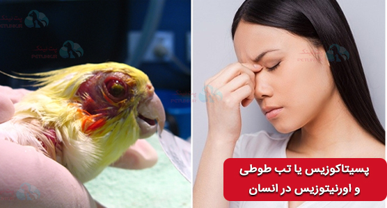 پسیتاکوزیس در طوطی و بیماری اورنیتوزیس در انسان | انتقال بیماری از طوطی به انسان