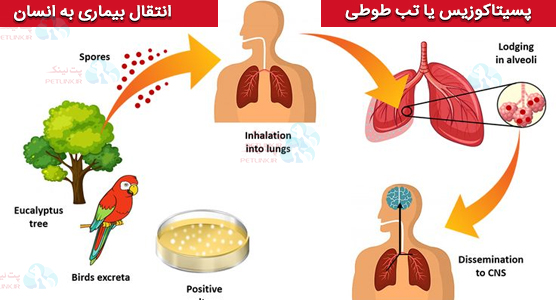 انتقال بیماری پسیتاکوزیس از طوطی به انسان
