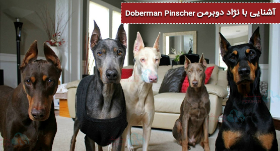 نژاد سگ دوبرمن (Doberman Pinscher) رو بشناسید و عکس های نابش رو ببنید