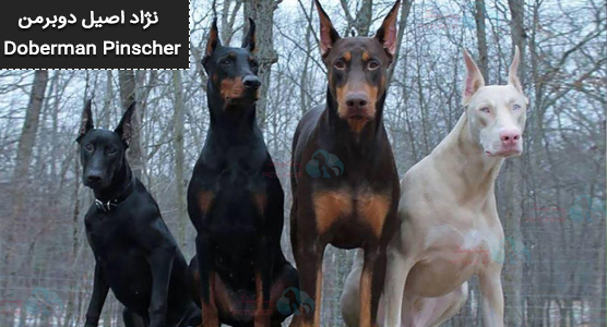 ویژگی‌های کلیدی نژاد دوبرمن | ویژگی های ظاهری و شخصیت دوبرمن 