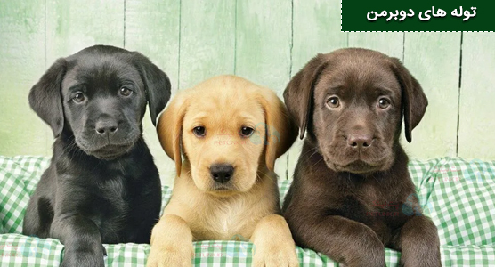 عکس توله دوبرمن در رنگ های مختلف توله دوبرمن مشکی ، توله دوبرمن برنزی و توله دوبرمن قهوه ای