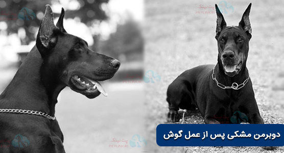 چهره ی دوبرمن مشکلی بعد از عمل گوش 