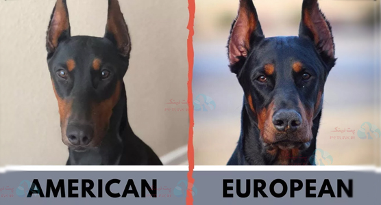 تفاوت بین دوبرمن‌های آمریکایی و اروپایی