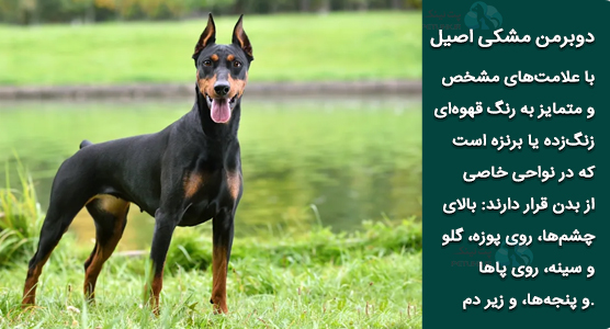 عکس دوبرمن مشکی با علامت های زنگ زدگی