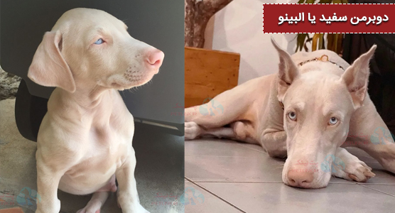 عکس برمن‌های سفید یا آلبینو که یک نقص ژنتیکی دارن و در پی اون بیماری های مرتبط