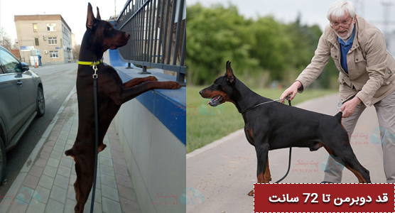 قد دوبرمن و نگهداری از دوبرمن در پانسیون حیوانات 