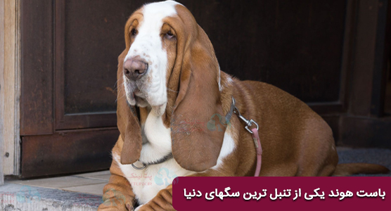 باست هوند (Basset Hound) یکی از تنبل ترین سگهای دنیا