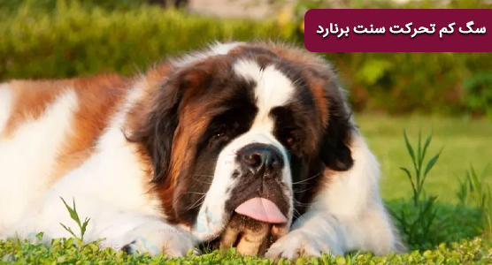 سگ تنبل و سگ ارام سنت برنارد sain bernard