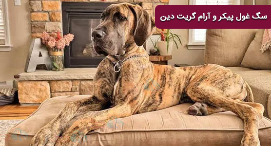 سگ غول پیکر ولی آرام و کم تحرک گریت دین 