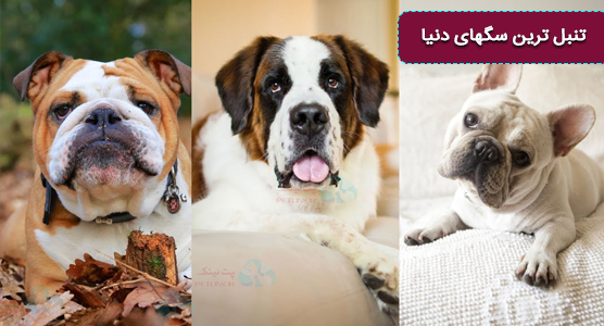 تنبل ترین سگهای دنیا | کم تحرکترین و آرام ترین سگهای دنیا