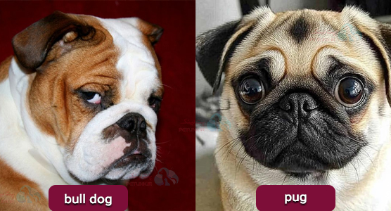 بیمای ای تنفسی در نژآد های پوزه کوتاه پاگ، بولداگ | سندرم انسداد مجاری تنفسی براکیسفالیک (BAOS) 