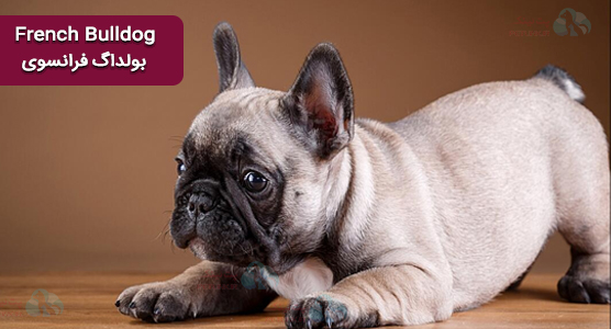 بولداگ فرانسوی French Bulldog و مشکلات تنفسی ناشی از BAOS براکیسفالیک