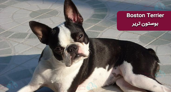 بوستون تریر - Boston Terrier و سندروم تنفسی براکیسفالیک در سگ ها